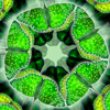 Tanz-der-Schmetterlinge-2